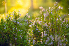 Close Up Of Heather Flowers With Warm Bokeh Background.