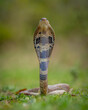 cobra snake in the grass