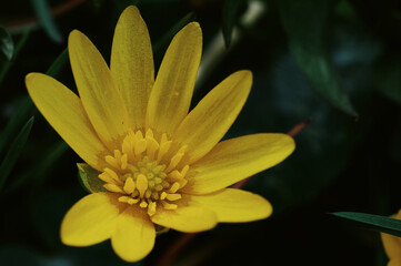 Wall Mural - yellow flower