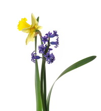 Spring Blooming Daffodils, Flower (Narcissus) And Blue Hyacinth Isolated On White