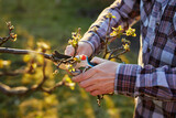 Fototapeta Sypialnia - Close-up of a male gardener pruning a fruit tree 