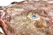 the eye of a Monkfish in a fishmongers