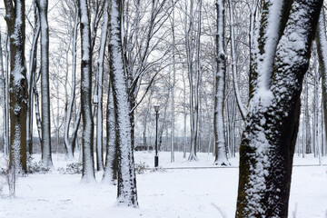 Wall Mural - Gomel palace and park ensemble in winter. Belarus. Winter park. Winter path to the Gomel Palace. Trees in the snow. Gomel park in winter.