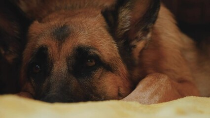 Wall Mural - German Shepherd is lying on bed on yellow blanket resting and trying to fall asleep. Beautiful pet dog portrait close-up. Big brown eyes. 4K footage slow motion.