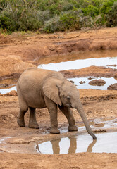 Wall Mural - African elephant at the waterhole, Addo Elephant National Park