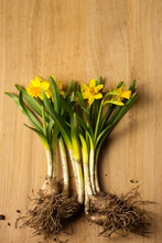 Dwarf Yellow Daffodils With Root