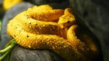 Eyelash Viper (Bothriechis Schlegelii) With Drops Of Water On Their Scales