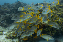 School Of Grey And Yellow Fish In Crystal Clear Waters Of Cozumel Snorkel