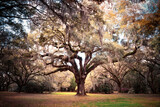 Fototapeta  - Beautiful oak tree with Spanish moss