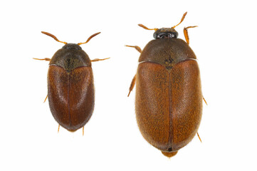 Wall Mural - Attagenus smirnovi, the brown carpet beetle, is a beetle from the family Dermestidae. A synanthropic pest which lives in homes and museums. Male (left) and female from above.