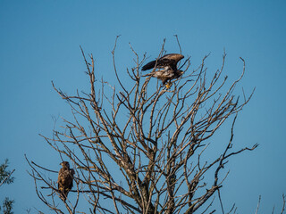 two immature bald eagle in a tree