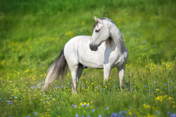 Wall Mural - White horse in spring meadow