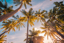 Romantic Vibes Of Tropical Palm Tree With Sun Light On Sky Background. Outdoor Sunset Exotic Foliage, Closeup Nature Landscape. Coconut Palm Trees And Shining Sun Over Bright Sky. Summer Spring Nature