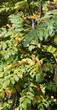Japanische Mahonie (Mahonia japonica ) (Berberis japonica)

