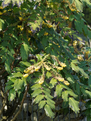 Canvas Print - Japanische Mahonie oder Mahonia japonica. Glänzend graugrün Blätter mit dornige Zähne und Trauben von schwefelgelb Blüten