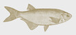 Mooneye hiodon tergisus, freshwater fish from North America in side view