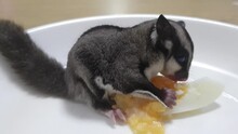 Flying Squirrel, Sugarglider Eating Apple. Close Up Sugar Glider Eating Food From Bowl. Pet Animal