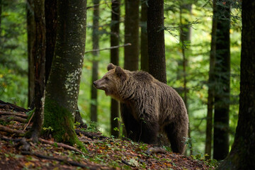 Wall Mural - brown bear is looking for food in a european forest. image taken in autumn.