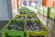 Anchoas recién pescadas en cajas esperando a la subasta en el puerto