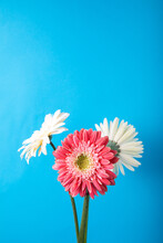 Decorative Bright Gerbera Flowers On A Blue Background For Cards And Congratulations On The Holiday.