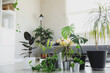Collection of various tropical green plants in different pots. Home gardening, greenery composition, flowerpots in interior design, hobby concept. Modern living room indoor with scandinavian interior