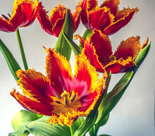 Tulip, Red And Yellow