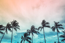 Beautiful Tropical Sunset. Silhouettes Of Palm Trees Background
