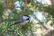 A Mountain Chickadee Feeding On The Pinecones In A Conifer 