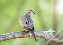 A Mourning Dove Perched On A Tree Branch. 