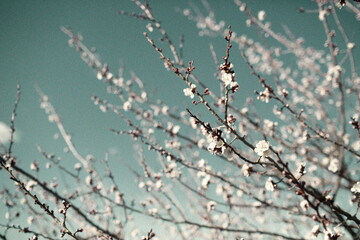 Apple blossom 