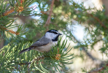 Wall Mural - A mountain chickadee feeding on the pinecones in a conifer 