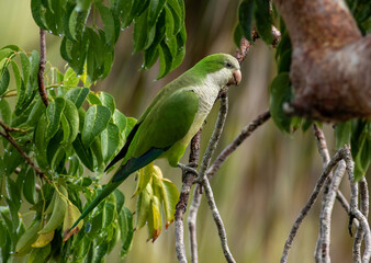 Wall Mural - a monk parakeet hides in a tree from the rain.