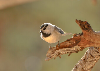 Wall Mural - A mountain chickadee perched on a dead tree limb. 