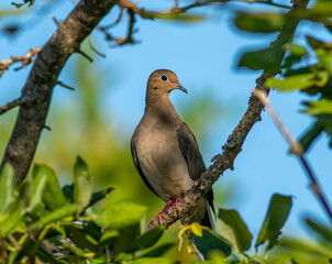 Wall Mural - a mourning dove perched in a tree with a blue sky background.