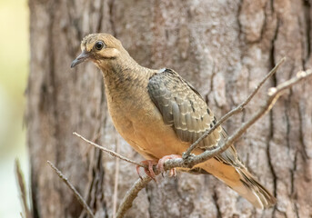 Wall Mural - a young juvenile mourning dove fledgling perched in a tree.