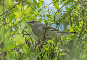 Wall Mural - a northern mockingbird foraging on berries in a tree.
