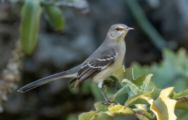 Wall Mural - a northern mockingbird perched on top of a bush