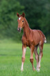 Cute red foal on green pasture at sunrise