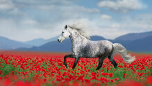 White Horse Free Run Gallop In Red Poppy Flowers