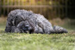 Pies rasy bouvier des Flandres (owczarek flandryjski), odpoczywa na trawie 