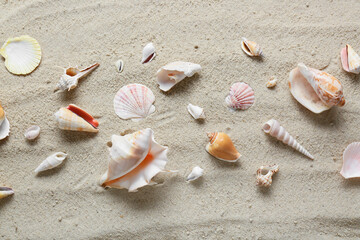 Wall Mural - Many different sea shells on beach sand, top view