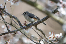 Tufted Titmouse Perching In Blossoming Cherry Tree With A Seed