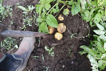 Sticker - Potato cultivation. Potatoes are planted around March and harvested around June, and are popular with beginners because they can be easily cultivated in a short period of time.