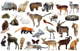 Fototapeta Zwierzęta - Set of various asian isolated wild animals including birds, mammals, reptiles and insects
