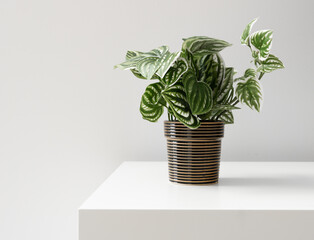 Wall Mural - A pot of fake green plants on the table