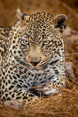 Wall Mural - Close up of a female Leopard in the Kruger.