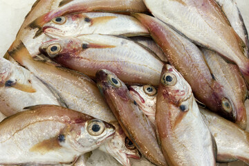 fish sell at Bolhao market in Porto, Portugal