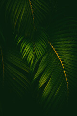 Wall Mural - green palm leaf pattern texture abstract background. copy space for graphic design tropical summer a