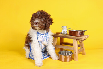 Wall Mural - lagotto Romagnolo with apron on kitchen on yellow background