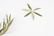 Ramas y hojas de olivo con pequeños brotes, sobre fondo blanco